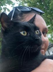 Lost Male Cat last seen Campbelltown monument , Campbelltown, SA 5074