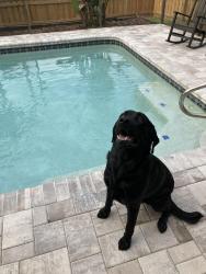 Lost Male Dog last seen Grand and moog area, Holiday, FL 34690