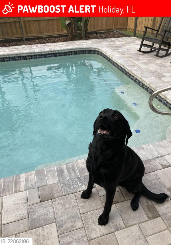 Lost Male Dog last seen Grand and moog area, Holiday, FL 34690