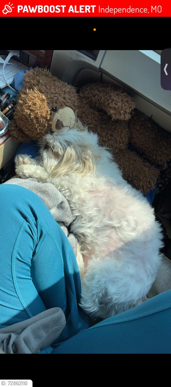 Lost Female Dog last seen 47th street s independence , Independence, MO 64133
