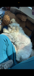 Lost Female Dog last seen 47th street s independence , Independence, MO 64133