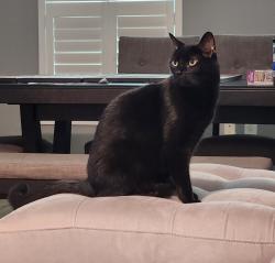 Lost Male Cat last seen Adamson Creek, Cocoa, FL 32926