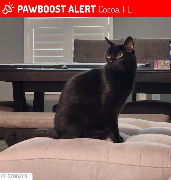 Lost Male Cat last seen Adamson Creek, Cocoa, FL 32926