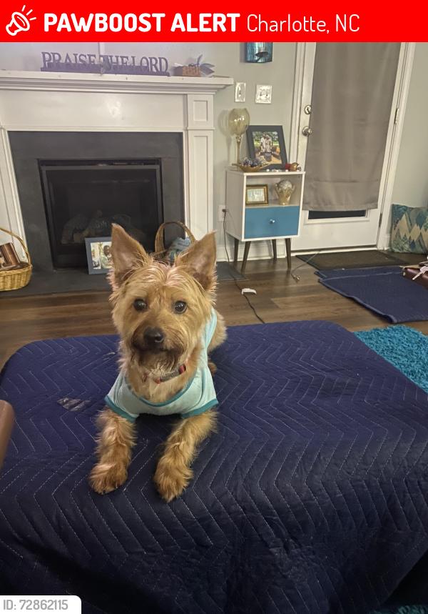 Lost Male Dog last seen Statesville Rs, Charlotte, NC 28269