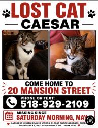 Lost Male Cat last seen Reed street, Coxsackie, NY 12051