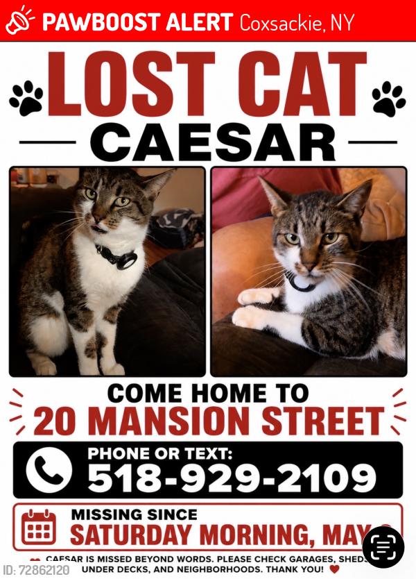 Lost Male Cat last seen Reed street, Coxsackie, NY 12051