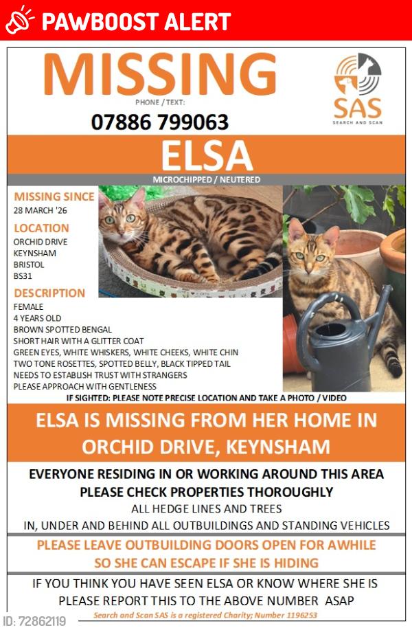 Lost Female Cat last seen The Meadows est, Keynsham, England BS31