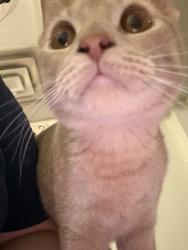 Lost Female Cat last seen Fairmont college , Fairmont, WV 26554