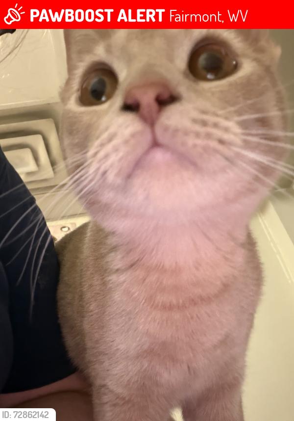 Lost Female Cat last seen Fairmont college , Fairmont, WV 26554
