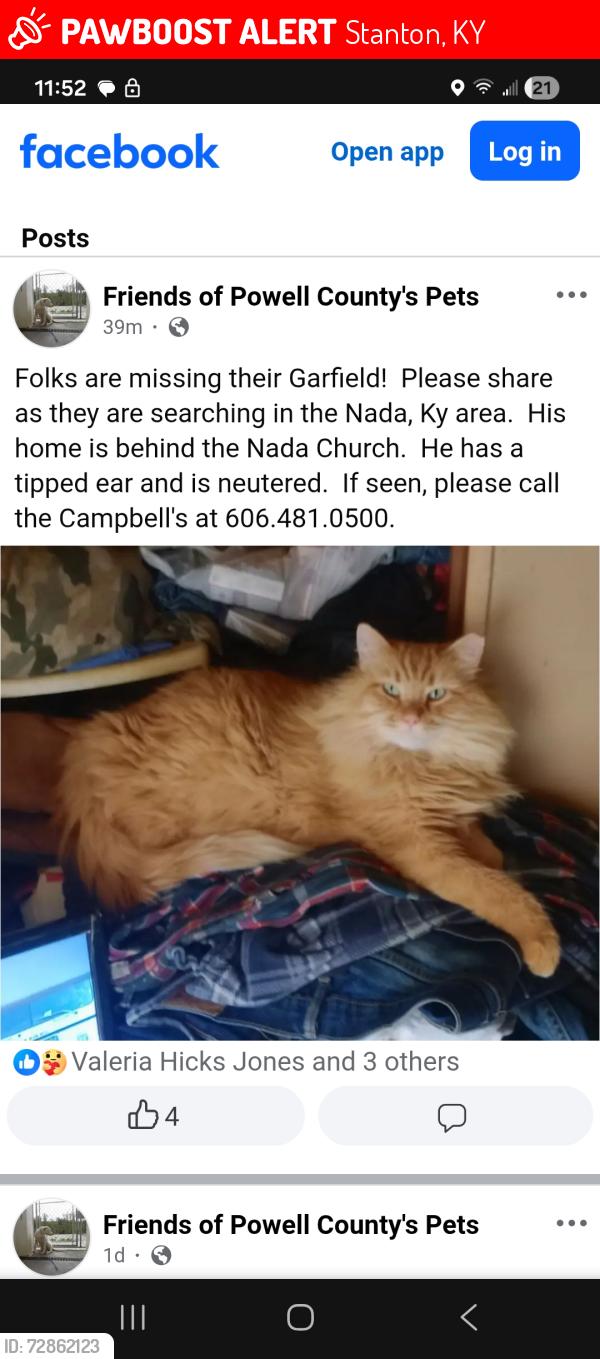 Lost Male Cat last seen Nada Tunnel , Stanton, KY 40380
