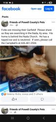 Lost Male Cat last seen Nada Tunnel , Stanton, KY 40380