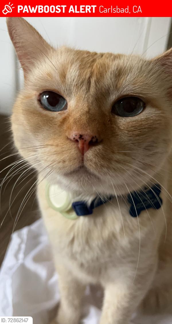Lost Male Cat last seen Gregory Dr, Carlsbad , Carlsbad, CA 92008