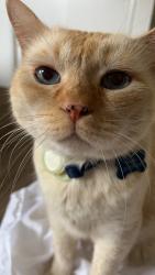 Lost Male Cat last seen Gregory Dr, Carlsbad , Carlsbad, CA 92008
