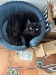 Lost Male Cat last seen Woller Rd and Corian Park, San Antonio, TX 78249