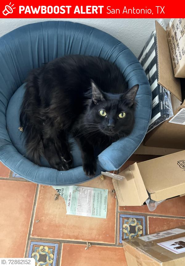 Lost Male Cat last seen Woller Rd and Corian Park, San Antonio, TX 78249