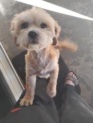 Found/Stray Female Dog last seen Behind KFC on Williamson Rd. , Roanoke, VA 24012