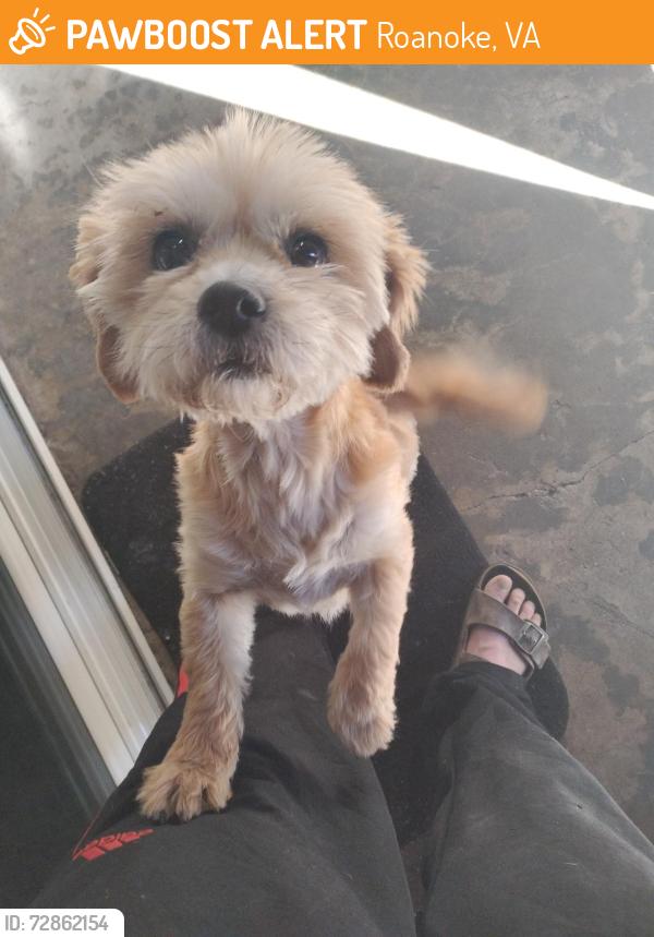 Found/Stray Female Dog last seen Behind KFC on Williamson Rd., Roanoke, VA 24012