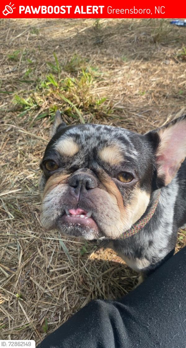 Lost Female Dog last seen Reggae cafe  , Greensboro, NC 27403