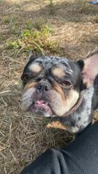 Lost Female Dog last seen Reggae cafe  , Greensboro, NC 27403