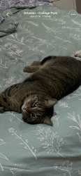 Lost Female Cat last seen Walmart the villages Florida , The Villages, FL 32162