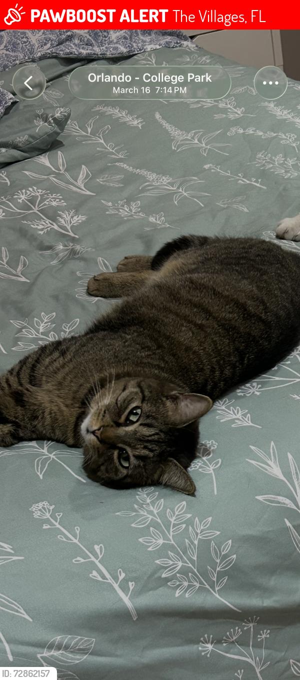 Lost Female Cat last seen Walmart the villages Florida , The Villages, FL 32162