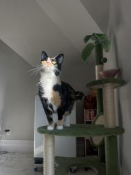 Lost Female Cat last seen Town Branch Distillery , Lexington, KY 40508