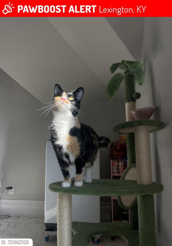Lost Female Cat last seen Town Branch Distillery , Lexington, KY 40508