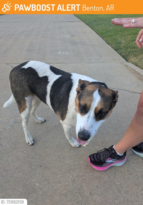 Found/Stray Female Dog last seen Tahoe, Benton, AR 72019