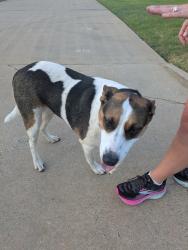 Found/Stray Female Dog last seen Tahoe, Benton, AR 72019