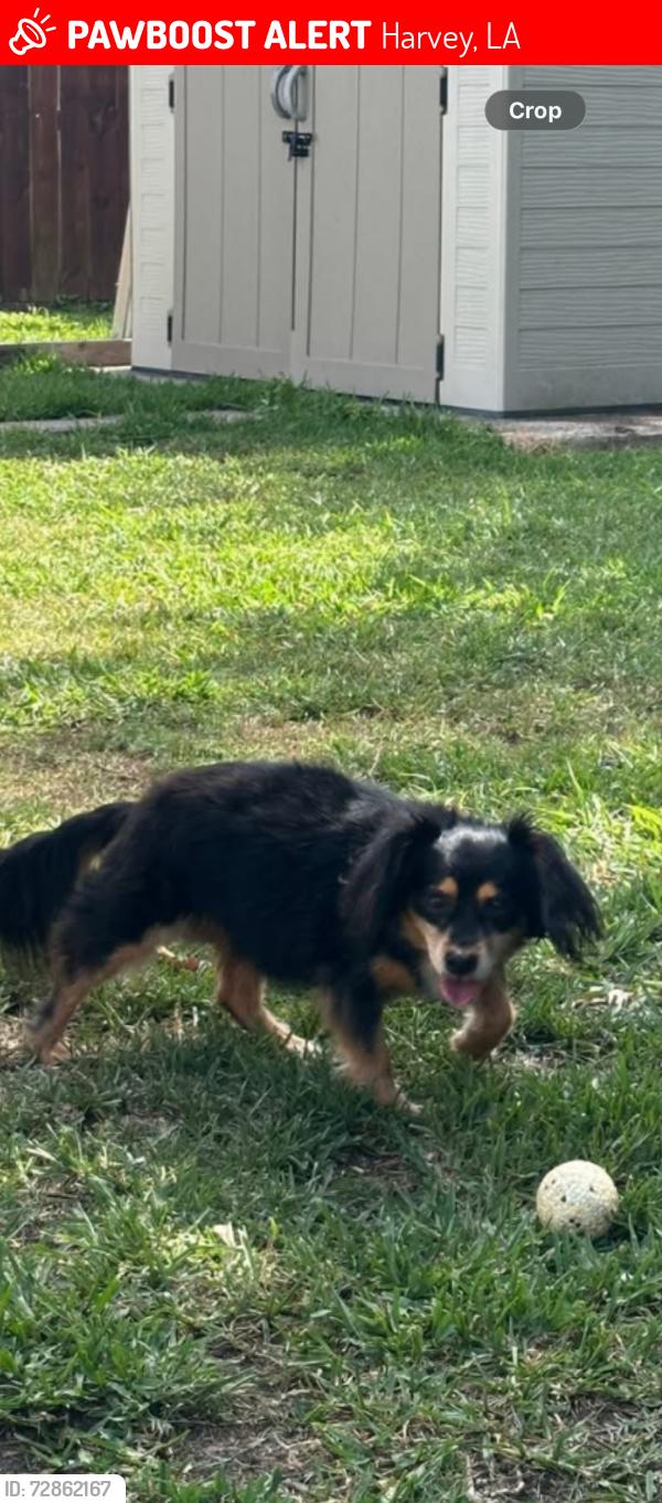 Lost Female Dog last seen Westwood, Harvey, LA 70058