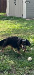 Lost Female Dog last seen Westwood, Harvey, LA 70058