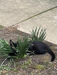 Lost Male Cat last seen Rt 83 and 604 In Burbank, Ohio, Canaan Township, OH 44214