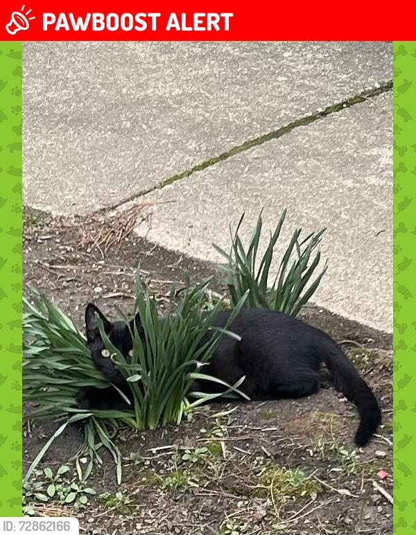 Lost Male Cat last seen Rt 83 and 604 In Burbank, Ohio, Canaan Township, OH 44214