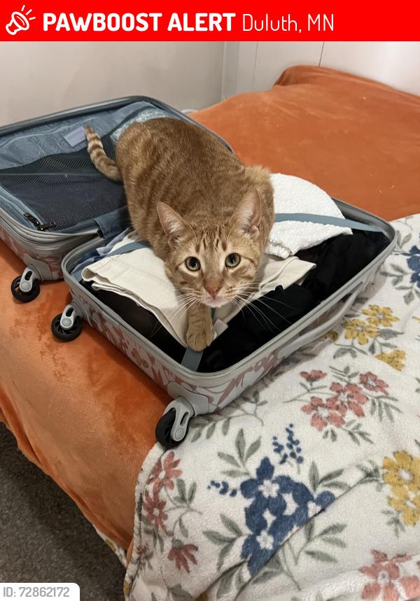 Lost Male Cat last seen Sir Ben’s, st lucks, essentia , Duluth, MN 55805