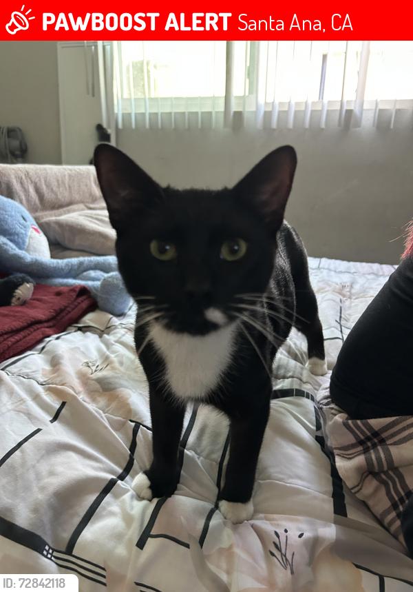 Lost Male Cat last seen Mcfadden, Grand, Standard, Minnie St., Santa Ana, CA 92701