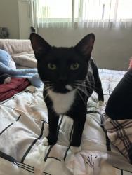 Lost Male Cat last seen Mcfadden, Grand, Standard, Minnie St., Santa Ana, CA 92701
