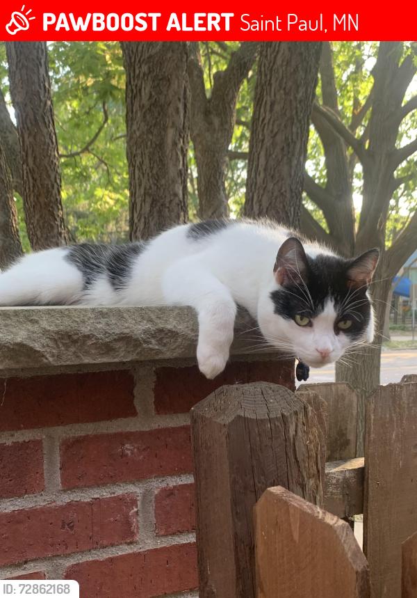 Lost Male Cat last seen Grand and Cleveland , Saint Paul, MN 55105