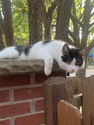 Lost Male Cat last seen Grand and Cleveland , Saint Paul, MN 55105