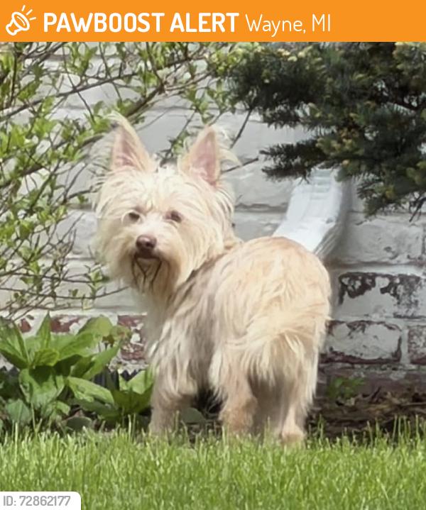 Found/Stray Male Dog last seen N Michigan Ave between Merriman and Venoy, Wayne, MI 48184