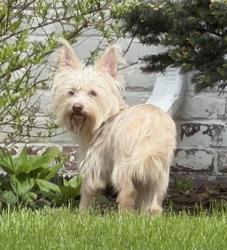 Found/Stray Male Dog last seen N Michigan Ave between Merriman and Venoy, Wayne, MI 48184