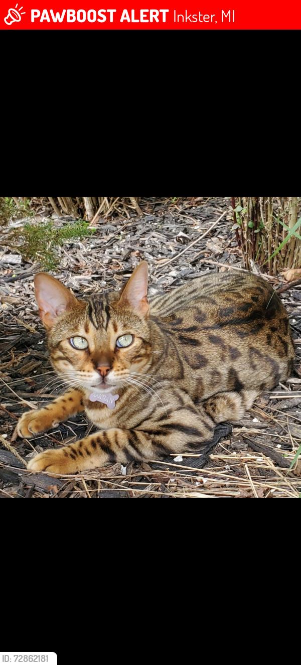 Lost Male Cat last seen Avondale and Fairwood, Inkster, MI 48141