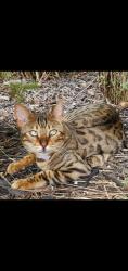 Lost Male Cat last seen Avondale and Fairwood, Inkster, MI 48141