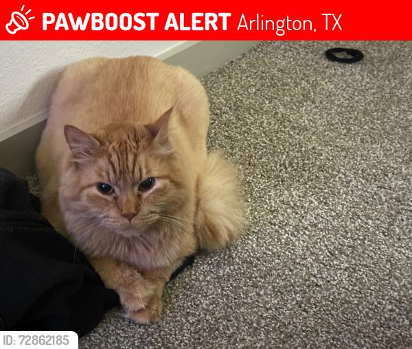 Lost Male Cat last seen Victory royal church, Arlington, TX 76014