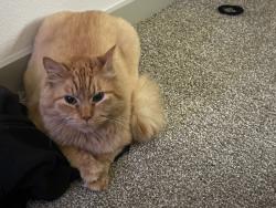 Lost Male Cat last seen Victory royal church, Arlington, TX 76014