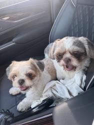 Found/Stray Female Dog last seen Bayview Dr & 27th St, Fort Lauderdale, FL 33306
