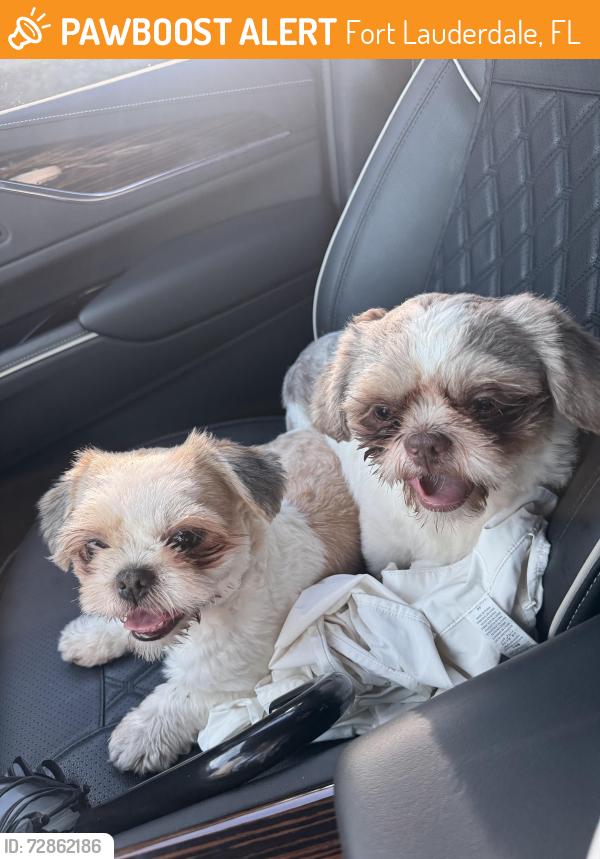 Found/Stray Female Dog last seen Bayview Dr & 27th St, Fort Lauderdale, FL 33306