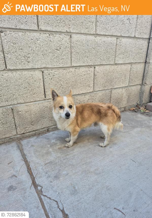 Found/Stray Male Dog last seen Near n rainbow Blvd, Las Vegas, NV 89108