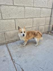 Found/Stray Male Dog last seen Near n rainbow Blvd, Las Vegas, NV 89108