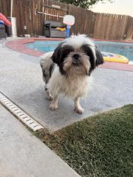 Found/Stray Female Dog last seen Renwick and coulter ct, Bakersfield, CA 93311