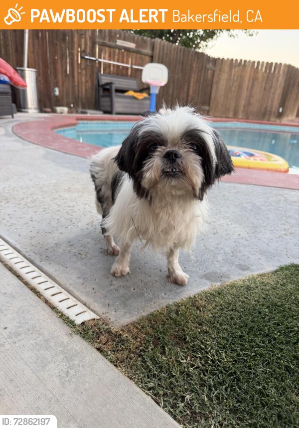 Found/Stray Female Dog last seen Renwick and coulter ct, Bakersfield, CA 93311